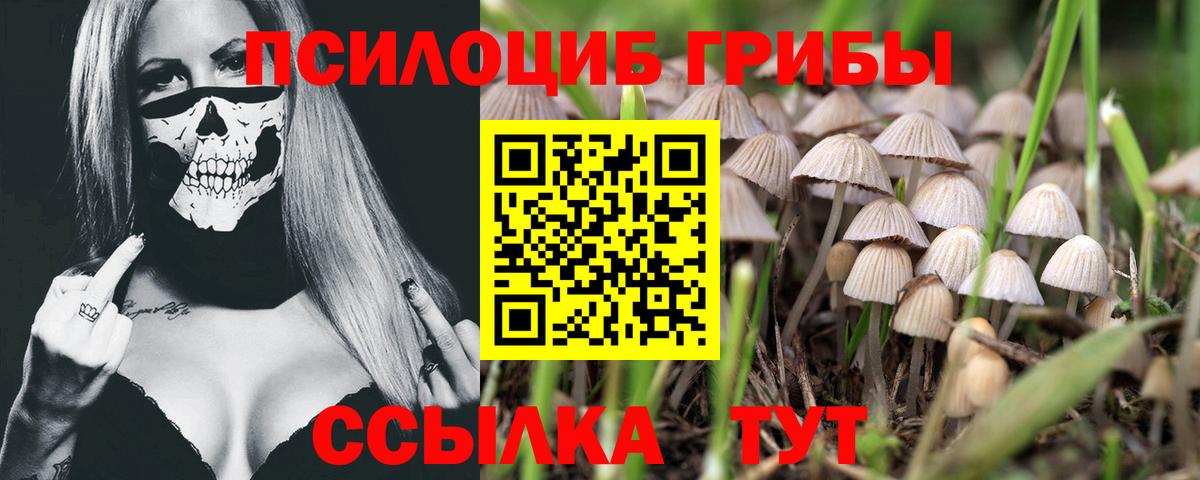 Галлюциногенные грибы прущие грибы  Вход с VPN  Великие Луки  Псилоцибиновые грибы Psilocybe 